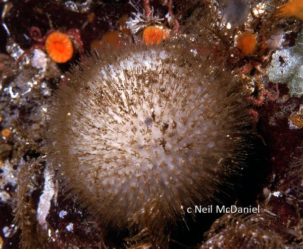Photo of Craniella spinosa by <a href="http://www.seastarsofthepacificnorthwest.info/">Neil McDaniel</a>
